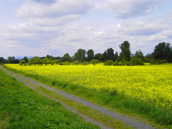 Rapsfeld am Mainufer