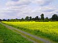 Rapsfeld am Mainufer