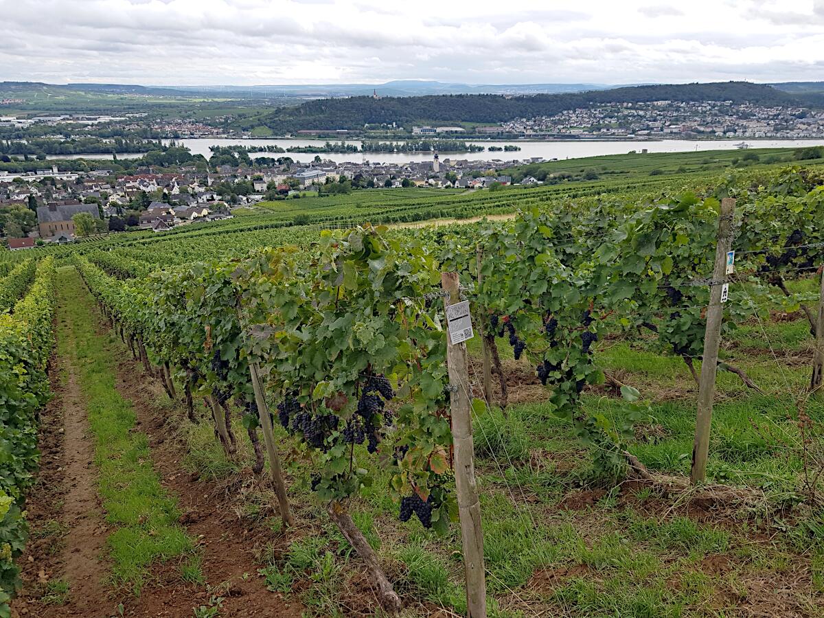 Abtei St. Hildegard (1904) - Klosterweingut