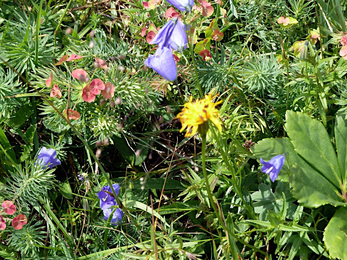 Riedlkopf - Zypressen-Wolfsmilch und Alpen-Glockenblumen