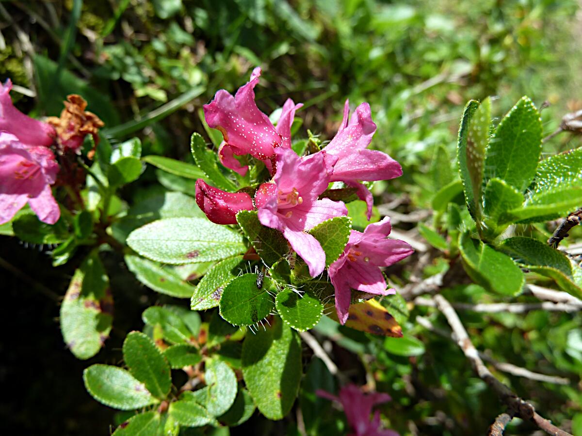 Riedlkopf - Bewimperte Alpenrose