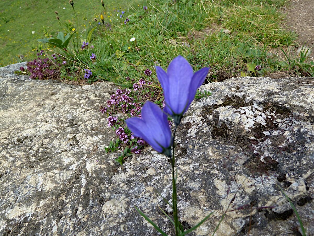 Alpen-Glockenblumen