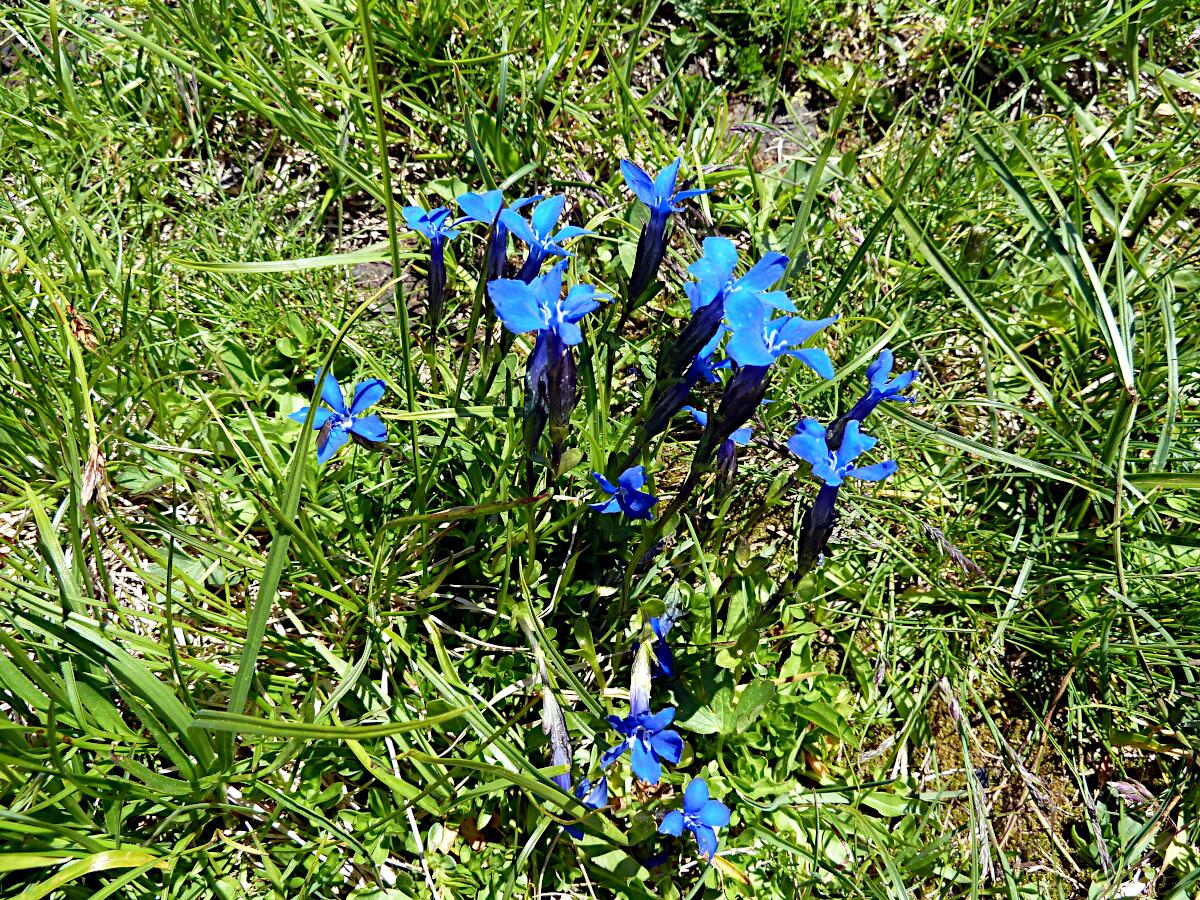 Krippenstein - Bayerischer Enzian