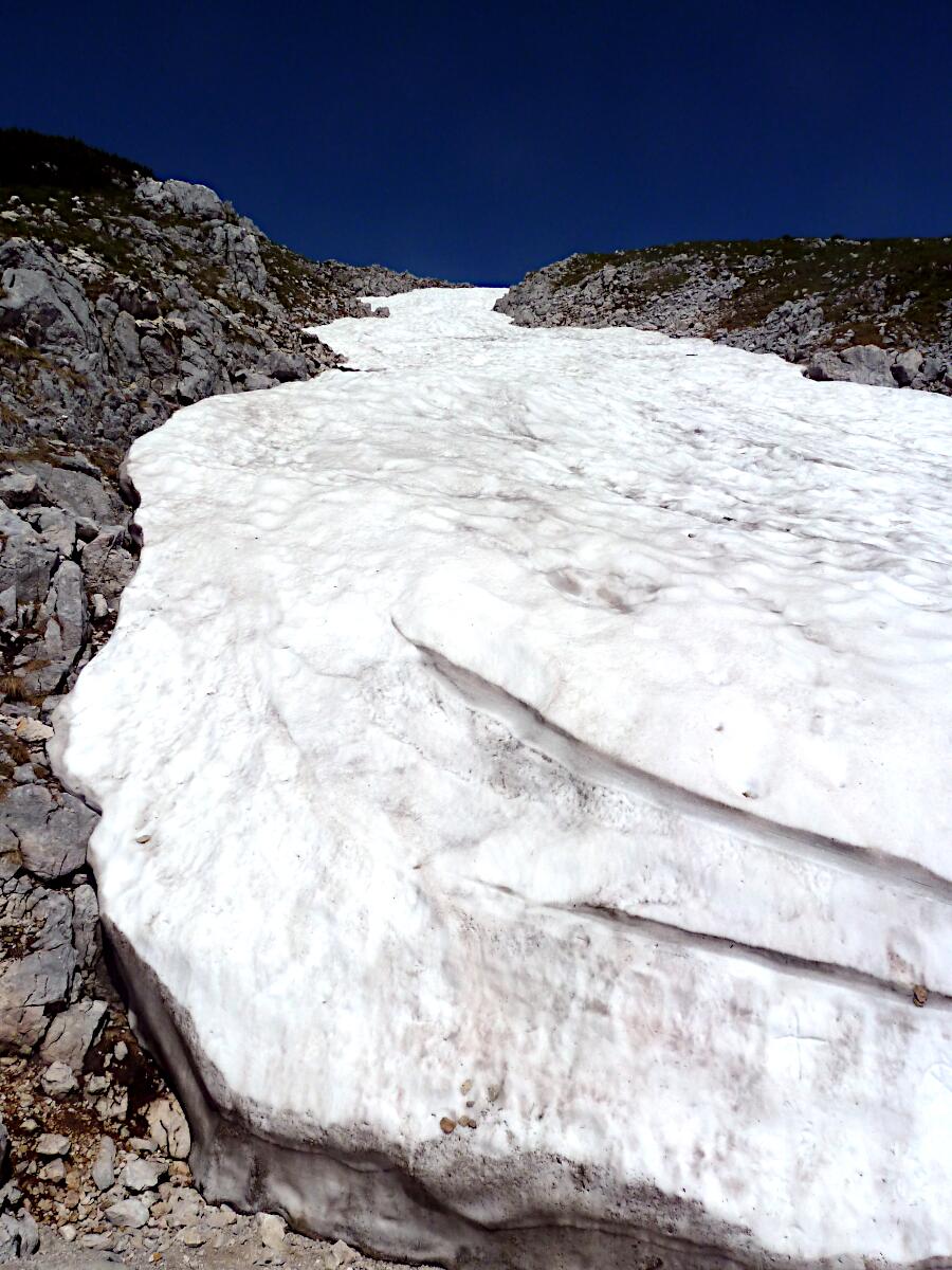 Krippenstein - Schneezunge
