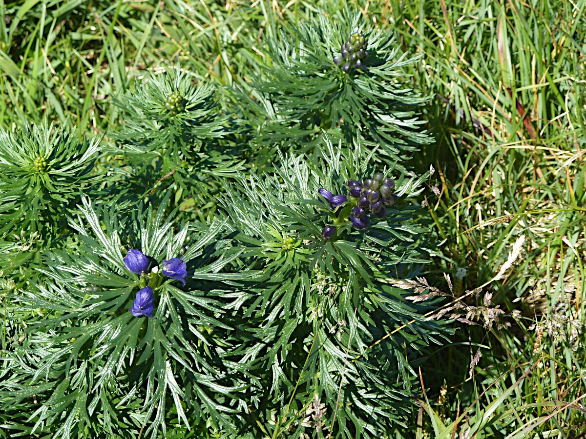Krippenstein - Blauer Eisenhut
