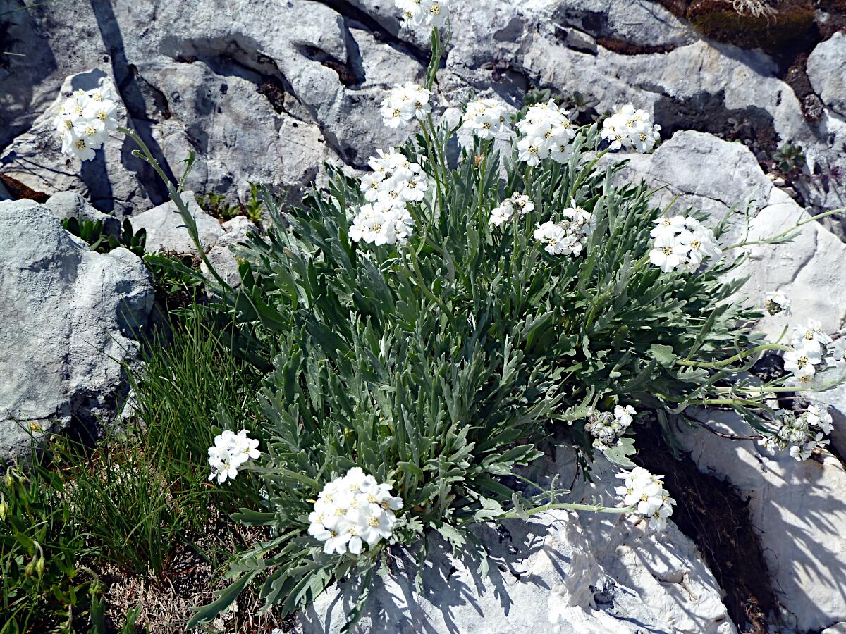 Krippenstein - Bittere Schafgarbe