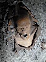 Salzwelten am Dürrnberg - keltischer 'Salzmann'