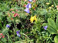 Riedlkopf - Zypressen-Wolfsmilch und Alpen-Glockenblumen