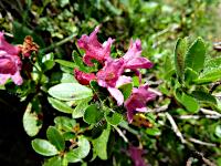 Riedlkopf - Bewimperte Alpenrose