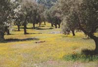Olivenhain bei Agios Kyriaki