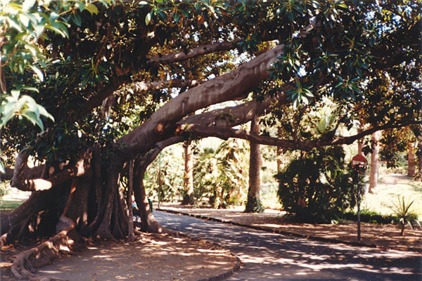 Catania - Jahrhunderte alter Gummibaum