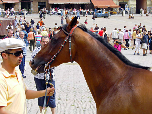 Siena - Siegerpferd 'Caro Amico' (Palio 16. August) auf der Piazza del Campo