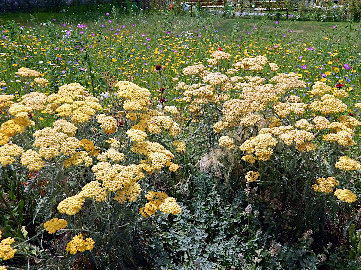 Landesgartenschau 2023 - Kulturgarten