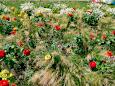 Landesgartenschau 2023 - Kulturgarten