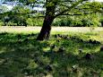 Schlosspark Sanssouci