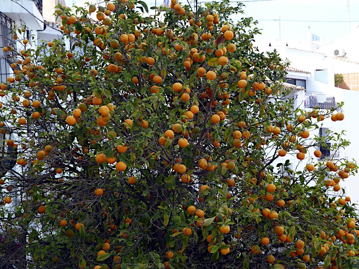 Altea - Orangenbaum an der Carrer Major