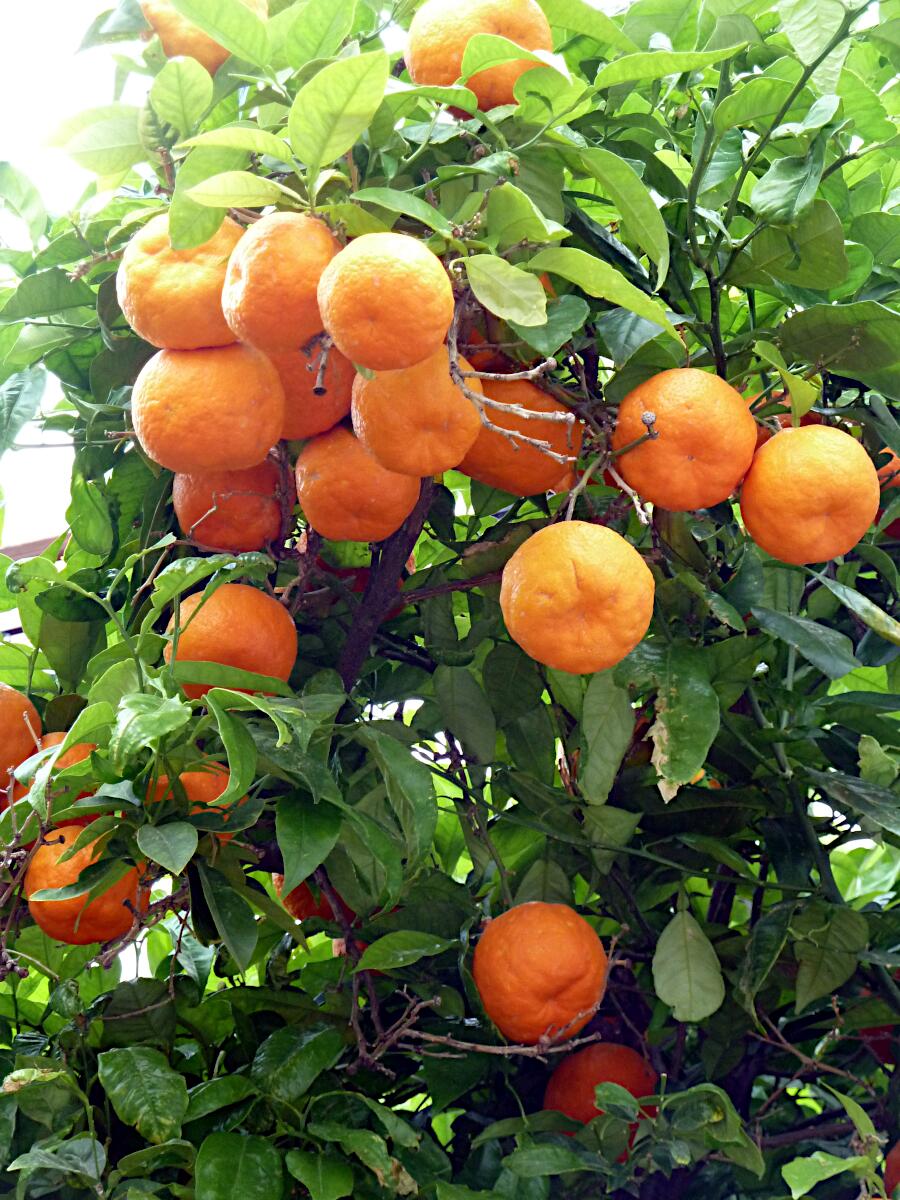 Altea - Orangenbaum an der Carrer Major