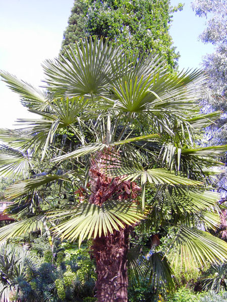 Nizza-Ufer - F�cherpalme