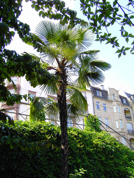 Nizza-Ufer - F�cherpalme