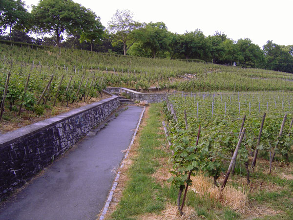 Lohrberg (Frankfurter Weinberg 'Lohrberger Hang')