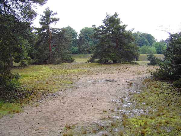 Naturschutzgebiet Schwanheimer D�ne - Kleinw�chsige Kiefern im D�nenkernbereich