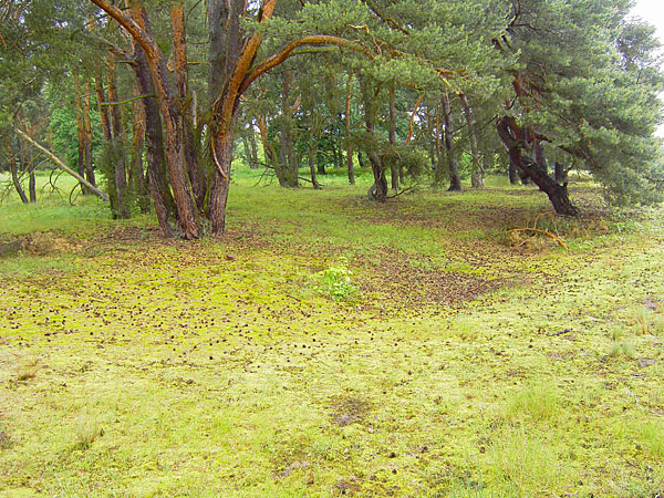 Naturschutzgebiet Schwanheimer D�ne - Kiefernw�ldchen