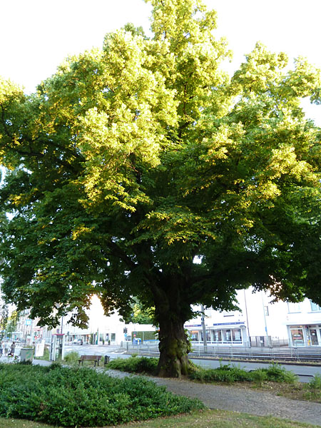Eschersheimer Linde (Ende 17.Jh.)