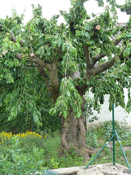 Kirschbaum