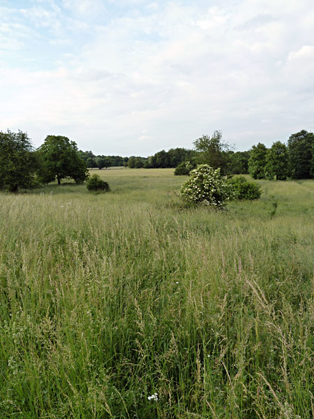 Niddapark