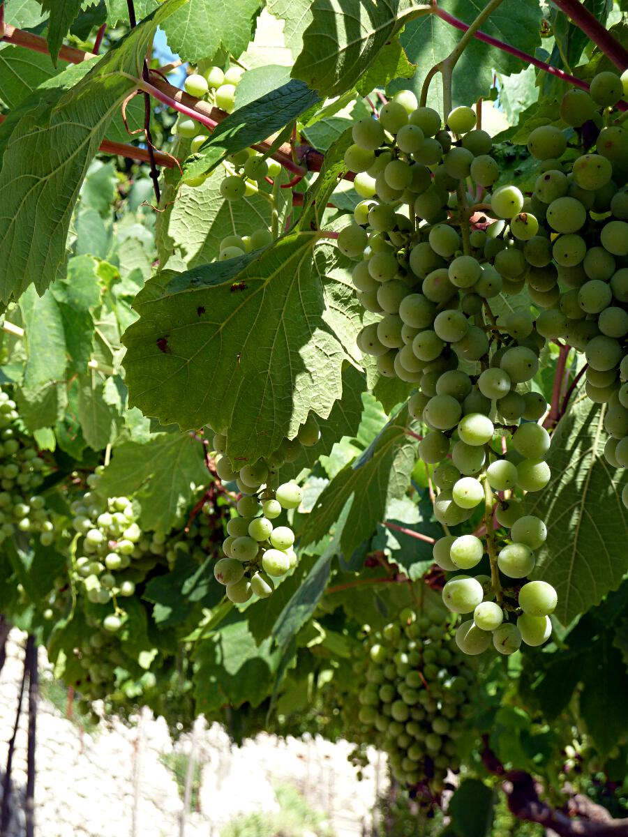 Castello di Sabbionara (ab 11. Jh.) - Weinreben