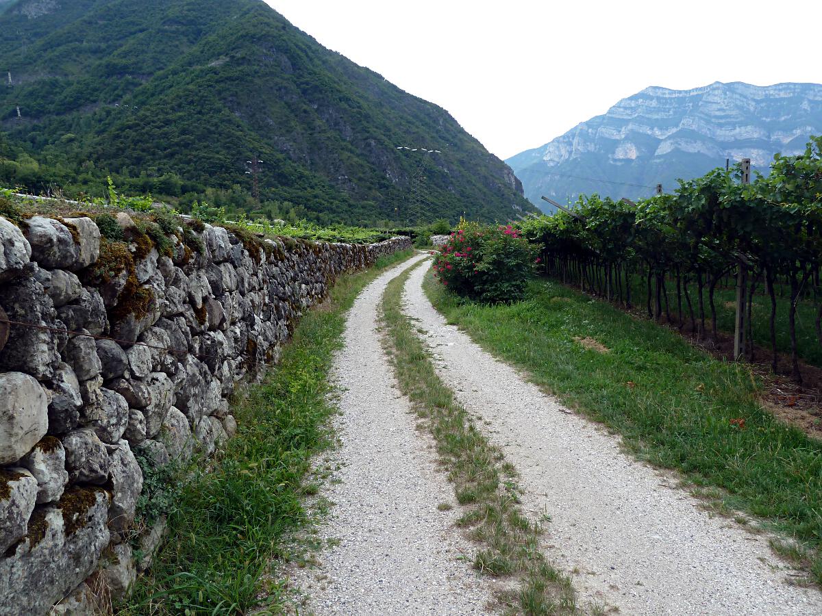 Ala - Feldweg mit Weinbergen