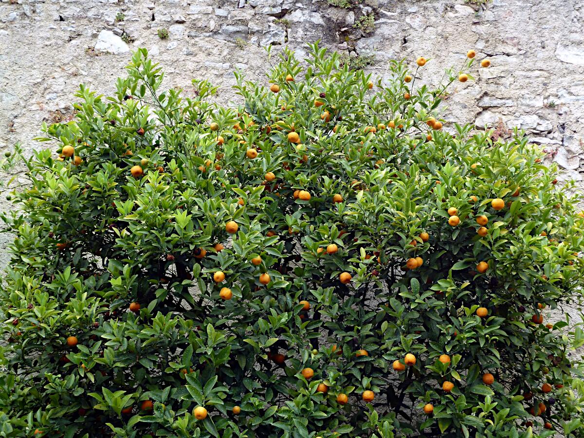 Limonaia del Cast�l - restaurierter Zitronengarten mit Museum