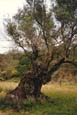 Mon - Olivenbaum