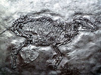 Grube Messel