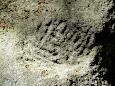 Rmische Petroglyphe (ca. 2.-4- Jh.)